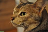 2 Abessinier Katzen Halbbrüder, kastriert & gechipt