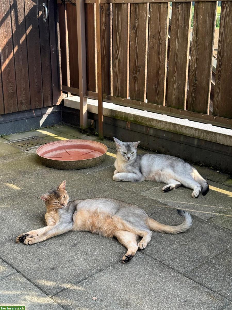Bild 2: 2 Abessinier Katzen Halbbrüder, kastriert & gechipt