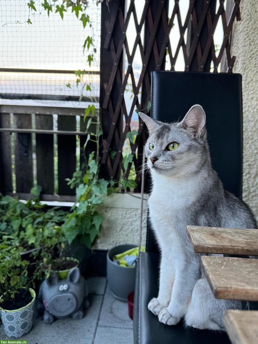 Bild 3: 2 Abessinier Katzen Halbbrüder, kastriert & gechipt