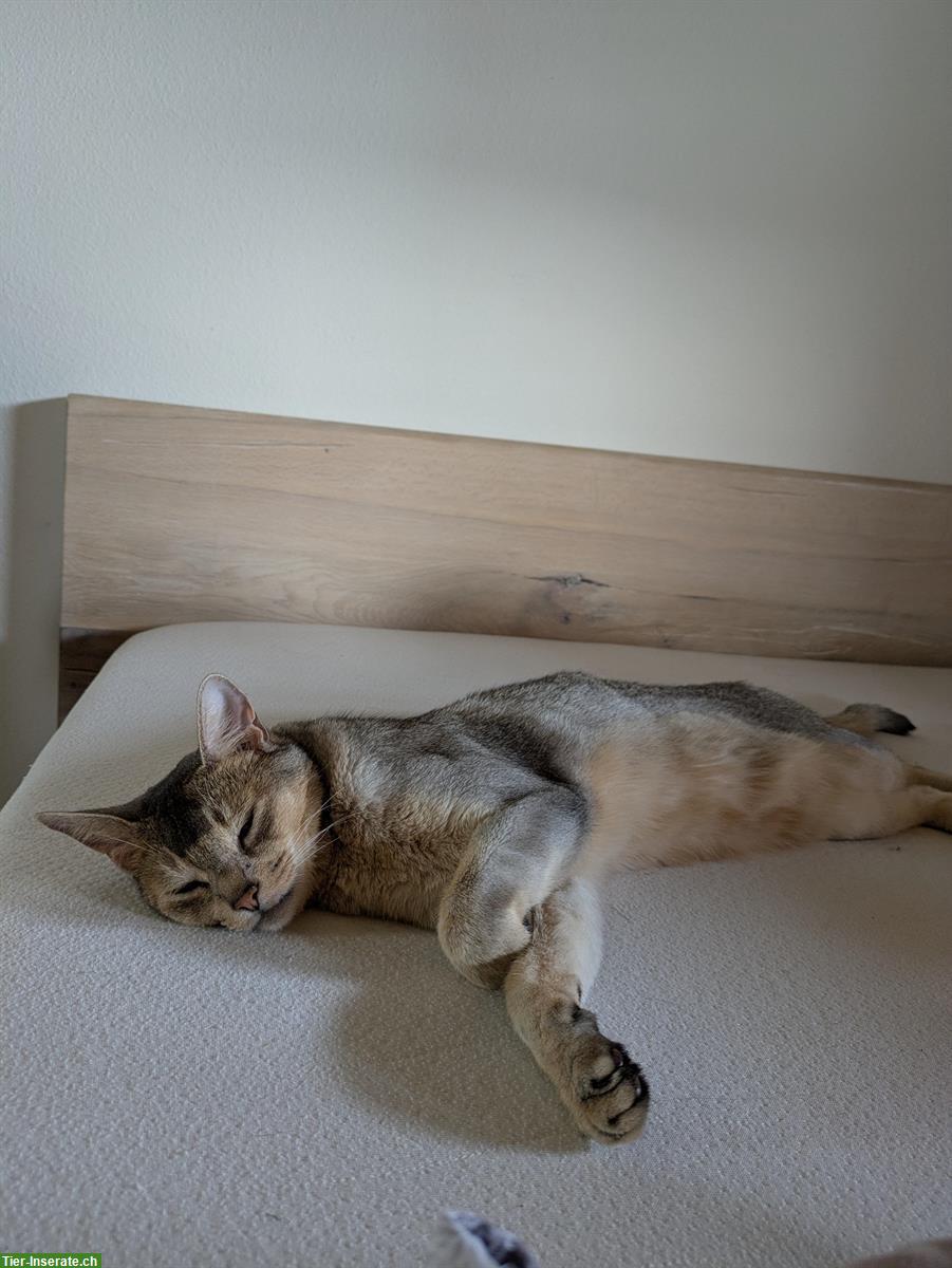 Bild 5: 2 Abessinier Katzen Halbbrüder, kastriert & gechipt