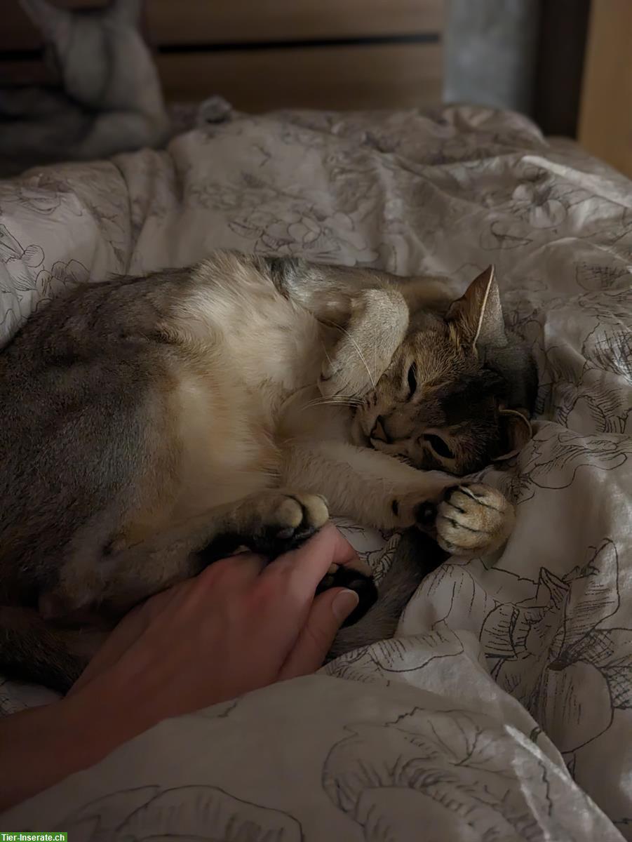 Bild 6: 2 Abessinier Katzen Halbbrüder, kastriert & gechipt