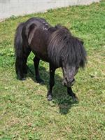 Mini Shetty Hengstli sucht dringend neues Zuhause