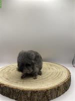 Chinchilla Baby sucht ein neues Zuhause