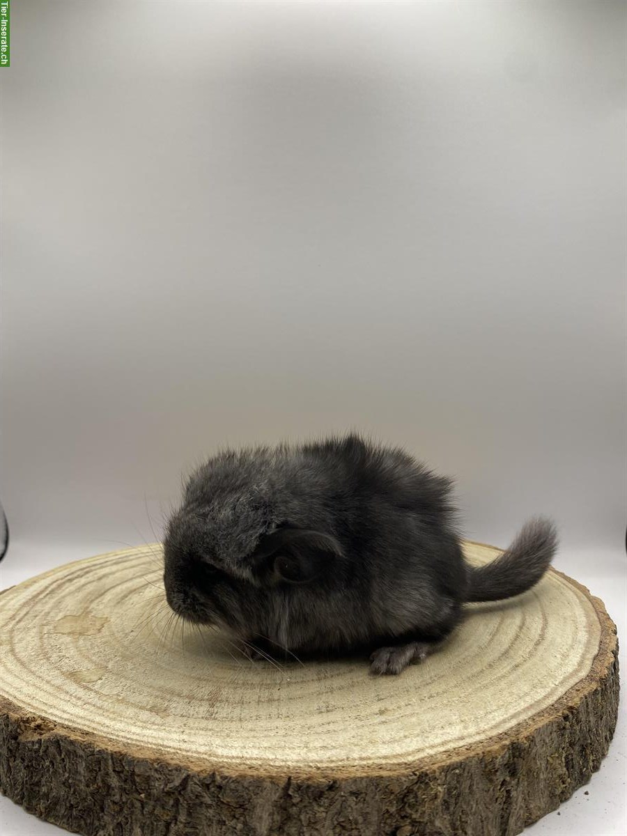 Bild 2: Chinchilla Baby sucht ein neues Zuhause