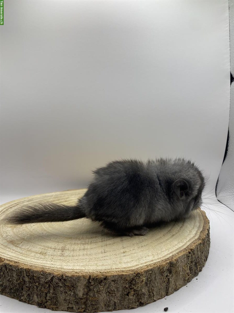 Bild 3: Chinchilla Baby sucht ein neues Zuhause