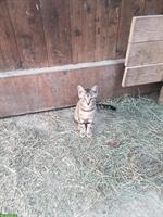 Bauernhof Büsi, Kater sucht ein Zuhause