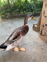 Handzahmen Laufenten Erpel zu verkaufen