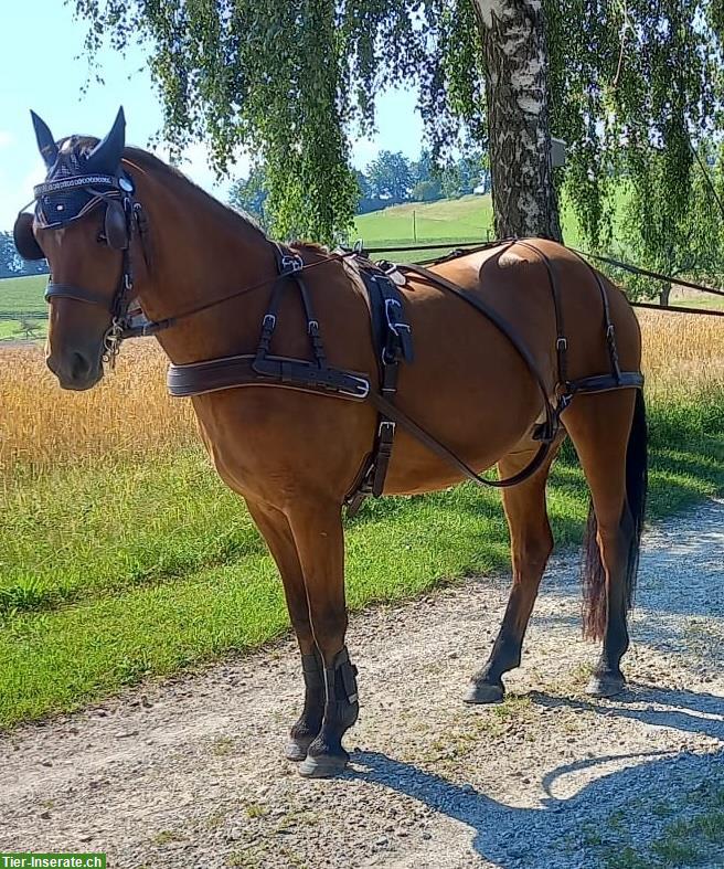 IDEAL Brustblattgeschirr zu verkaufen