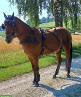 IDEAL Brustblattgeschirr zu verkaufen