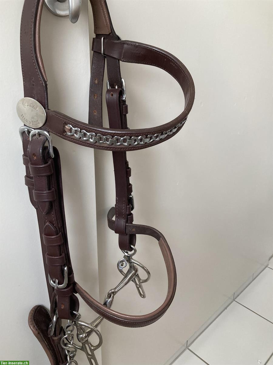 Bild 2: IDEAL Brustblattgeschirr zu verkaufen