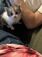 Heilige Birma Mischling Katzenbabys abzugeben