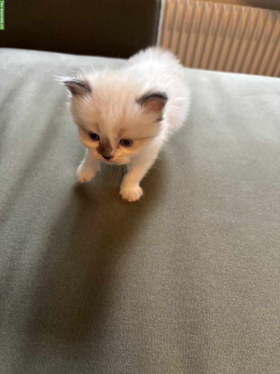 Bild 4: Heilige Birma Mischling Katzenbabys abzugeben