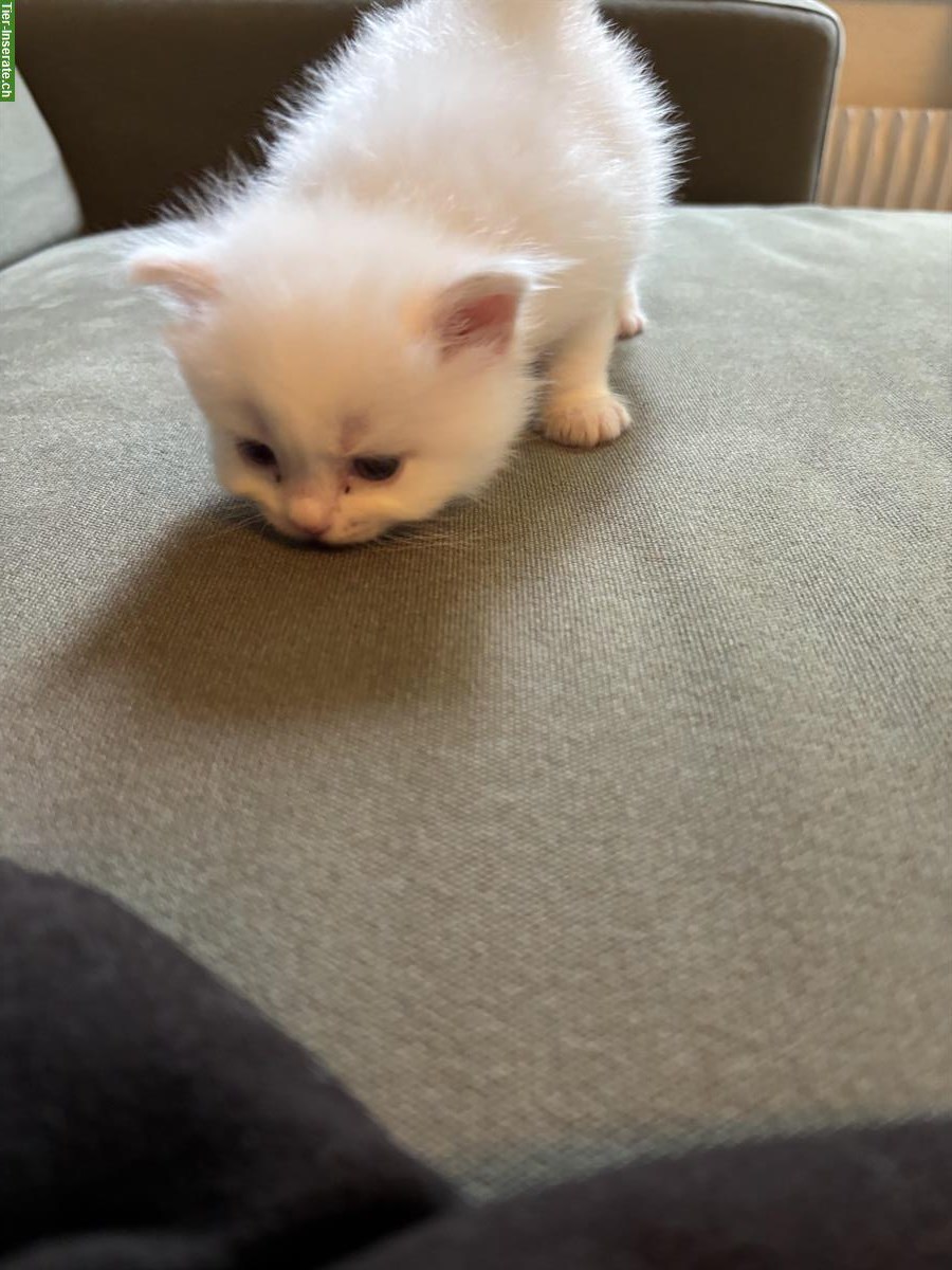 Bild 6: Heilige Birma Mischling Katzenbabys abzugeben