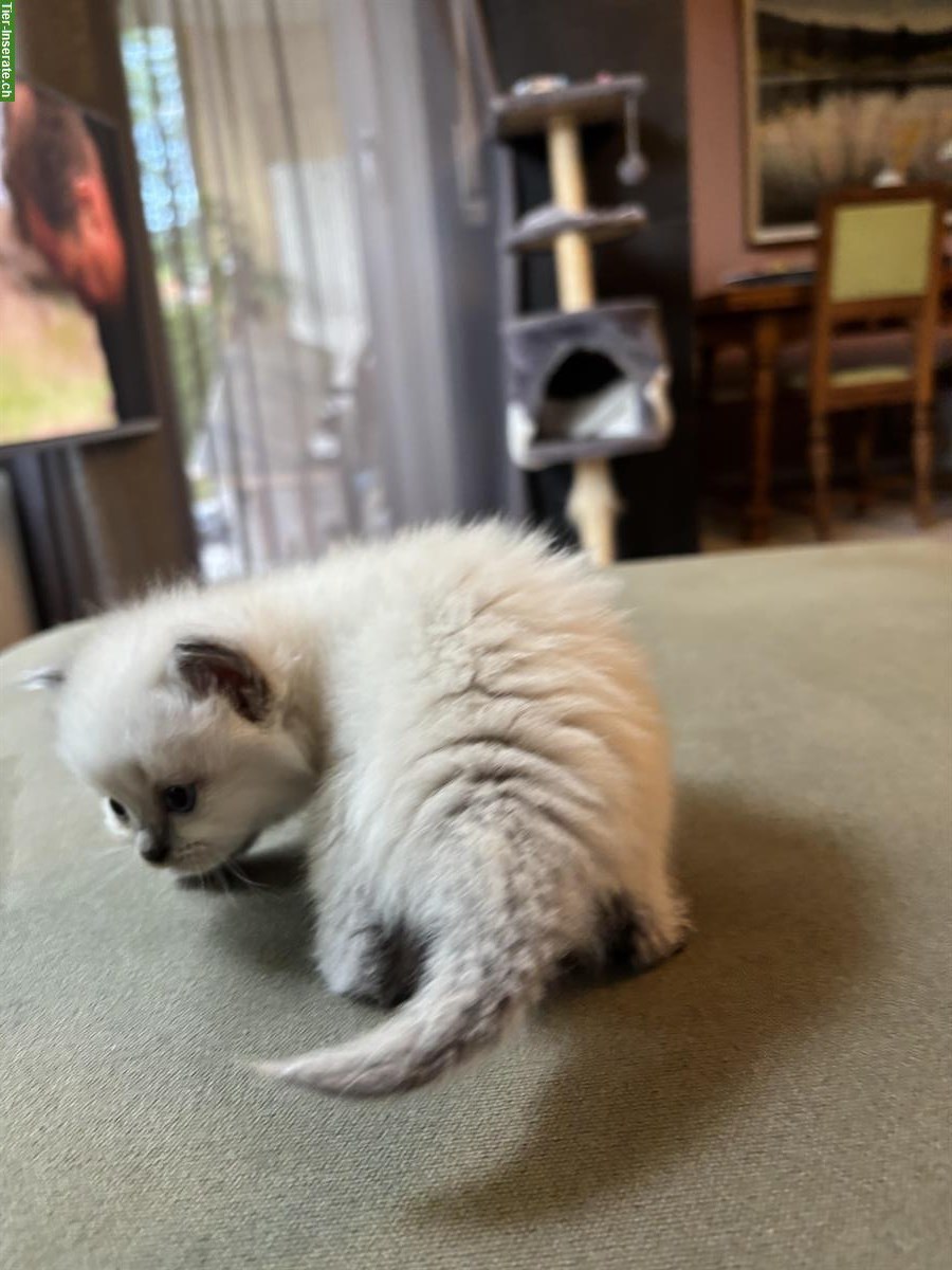 Bild 7: Heilige Birma Mischling Katzenbabys abzugeben