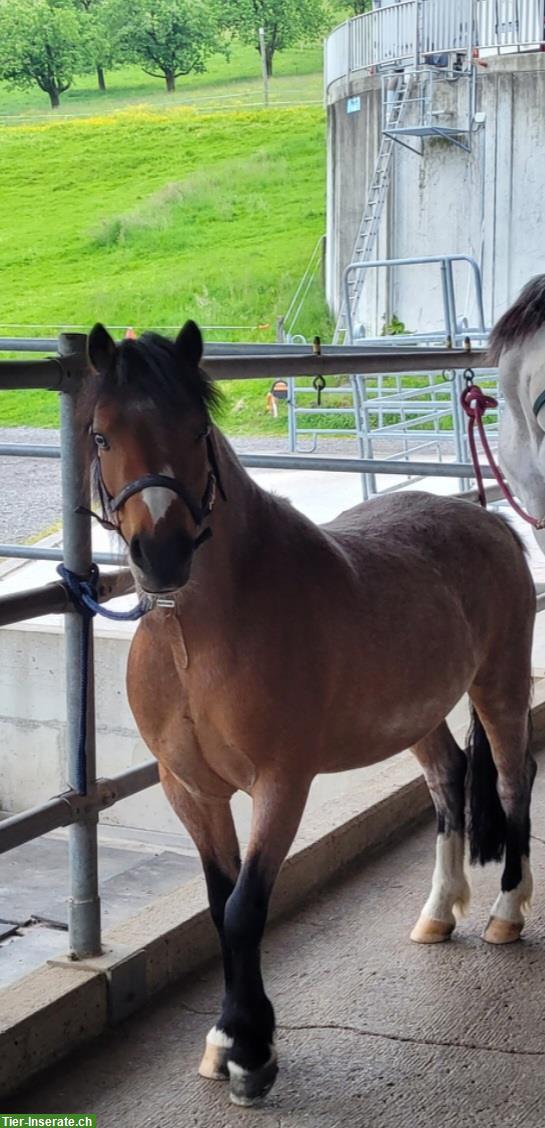 Pflege-/Spazierbeteiligung für Welsh Pony in Meierskappel LU