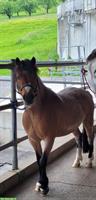 Pflege-/Spazierbeteiligung für Welsh Pony in Meierskappel LU