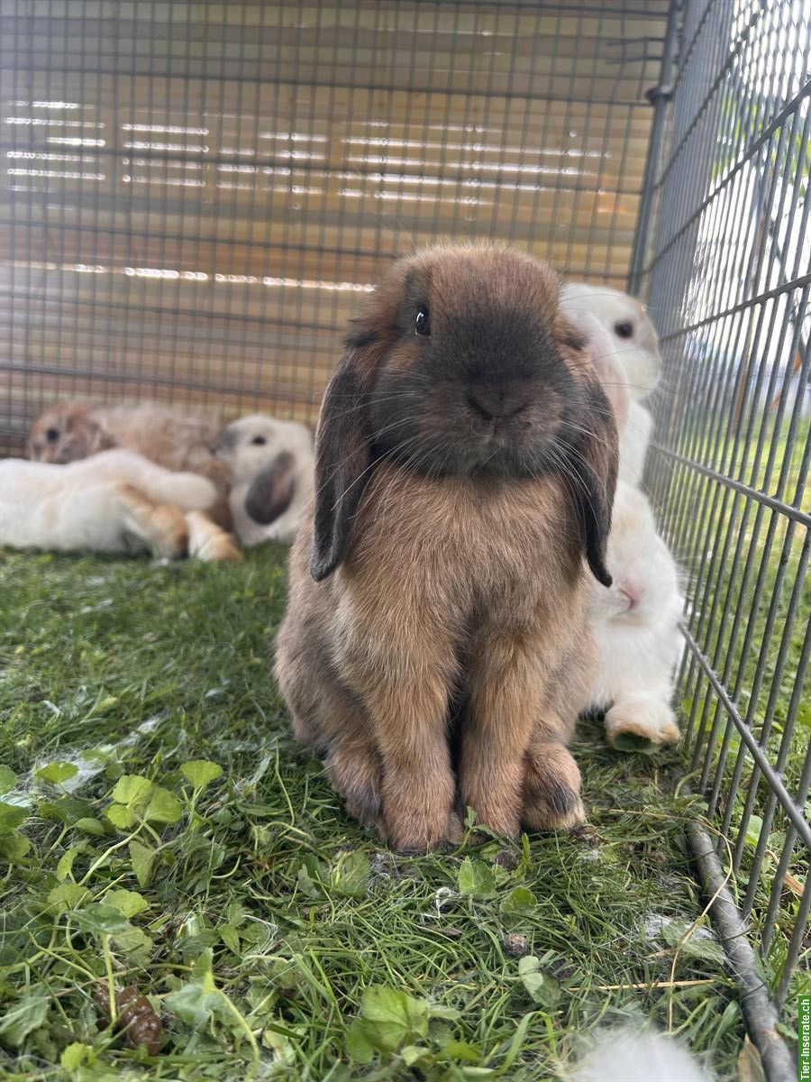 Bild 2: Minilop, Miniwidder, Zwergwidder Zwergkaninchen