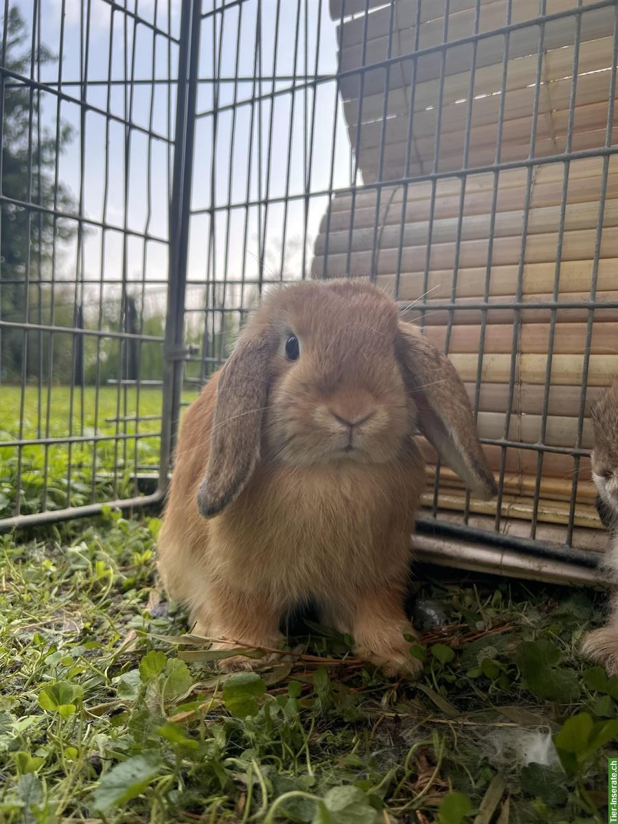 Bild 3: Minilop, Miniwidder, Zwergwidder Zwergkaninchen
