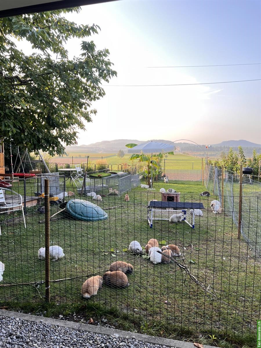 Bild 4: Minilop, Miniwidder, Zwergwidder Zwergkaninchen