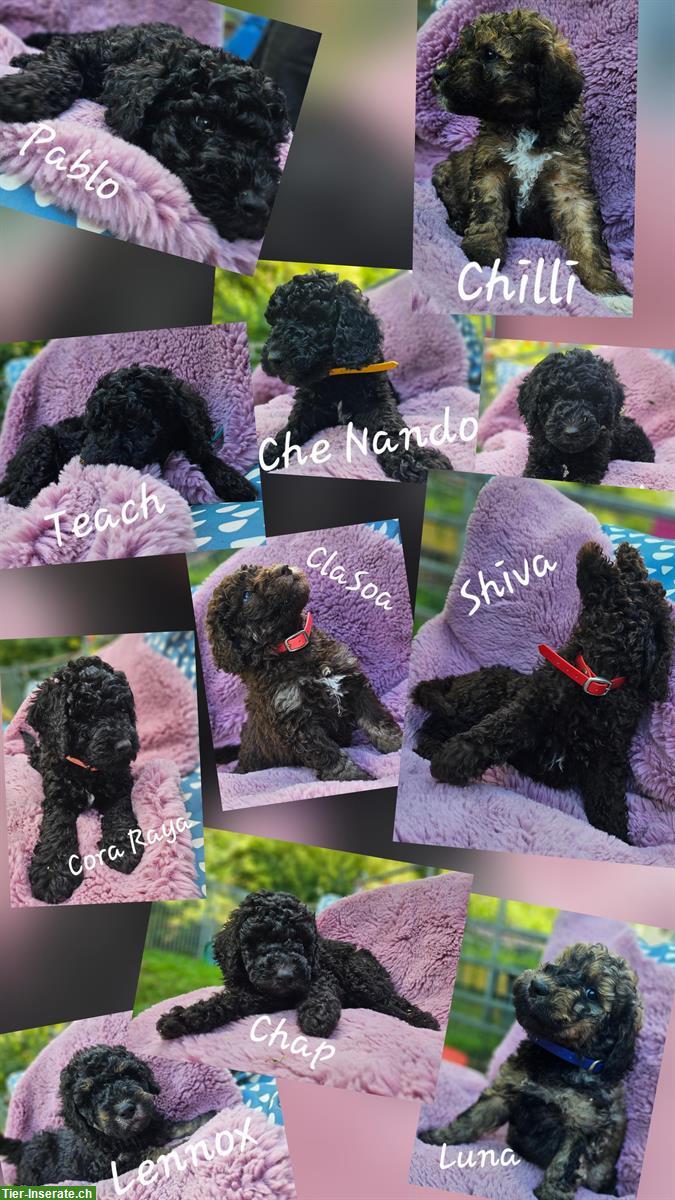 Goldendoodle Welpen suchen ein Zuhause