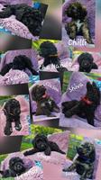 Goldendoodle Welpen suchen ein Zuhause
