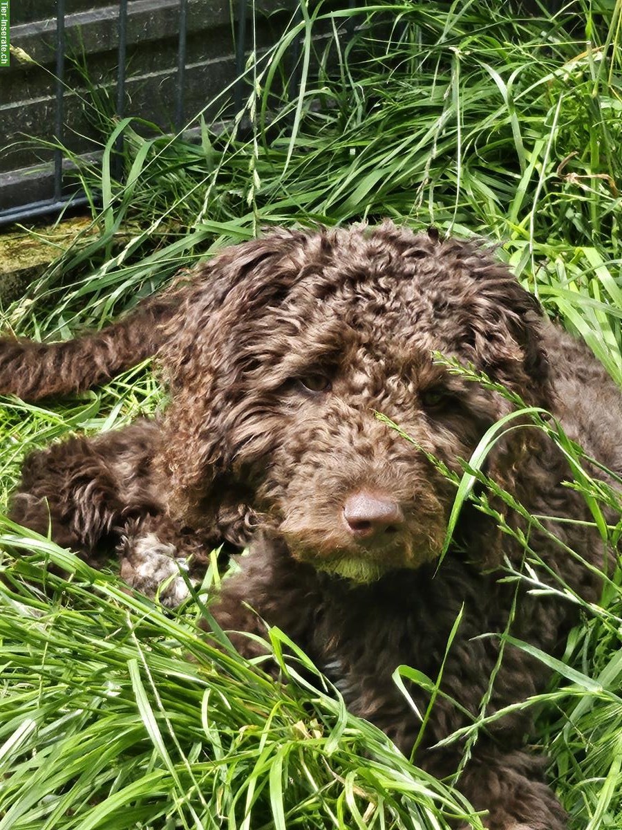 Bild 10: Goldendoodle Welpen suchen ein Zuhause