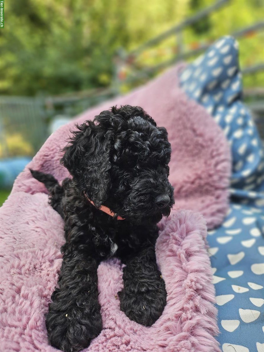Bild 3: Goldendoodle Welpen suchen ein Zuhause