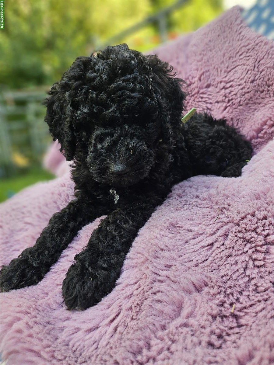 Bild 4: Goldendoodle Welpen suchen ein Zuhause