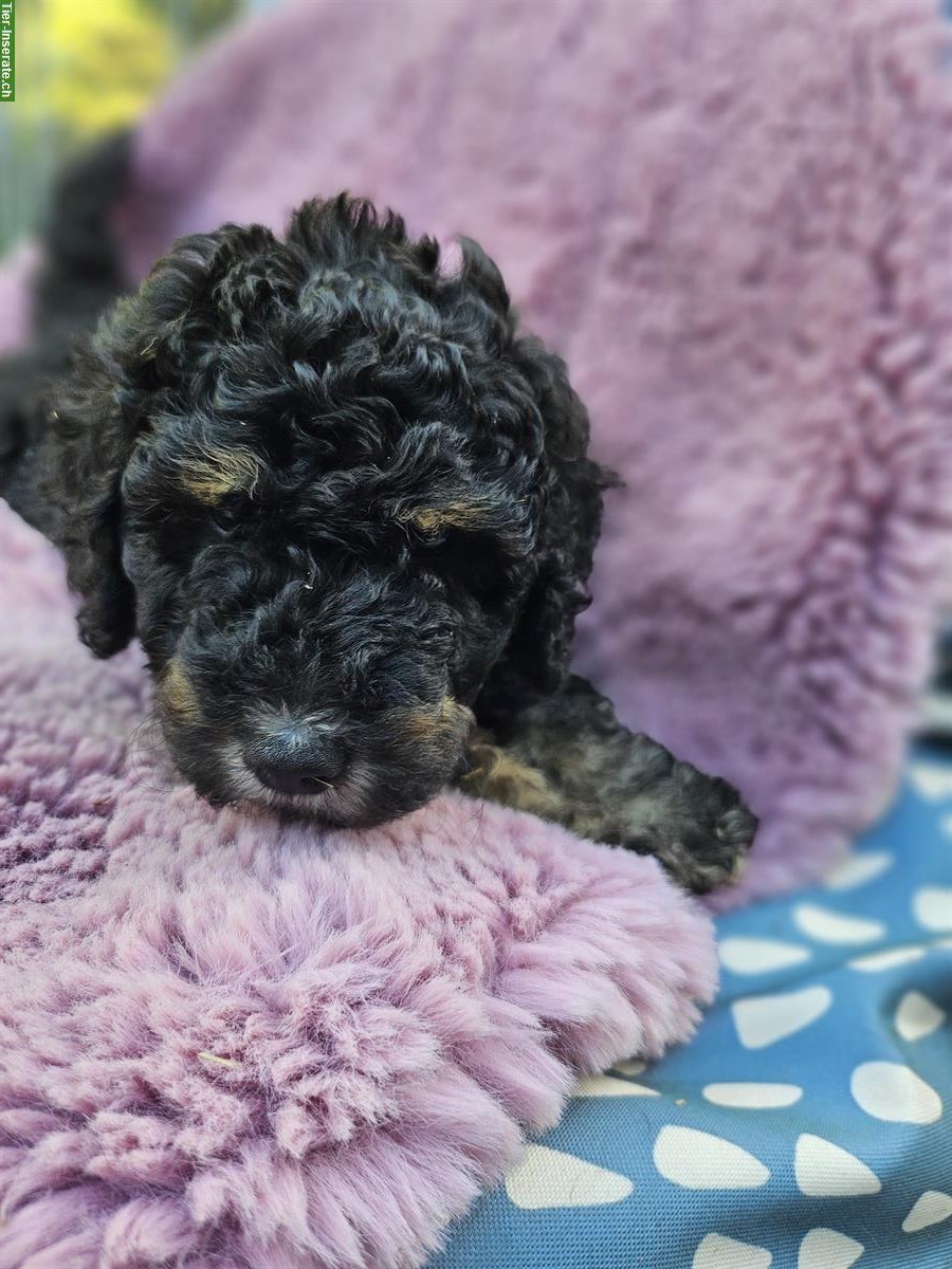 Bild 5: Goldendoodle Welpen suchen ein Zuhause