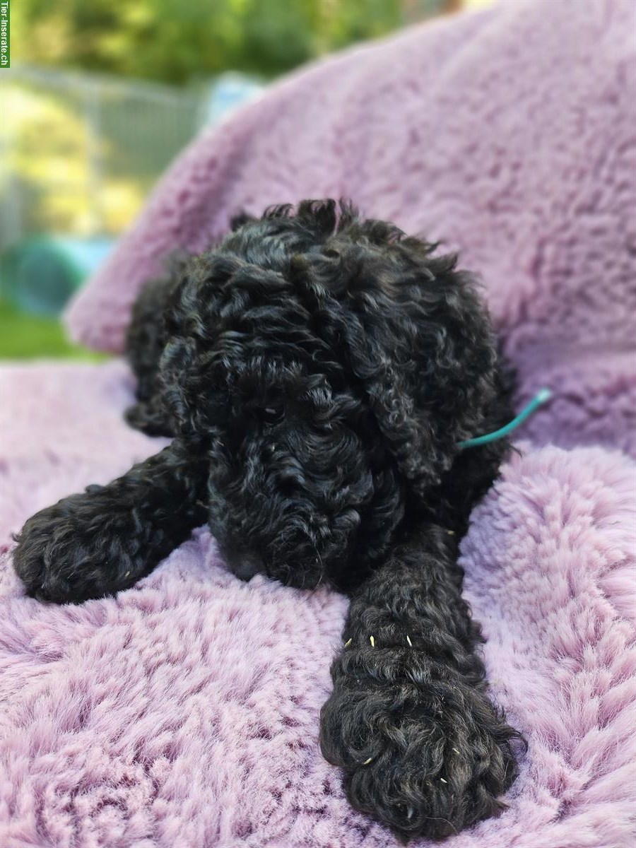Bild 6: Goldendoodle Welpen suchen ein Zuhause