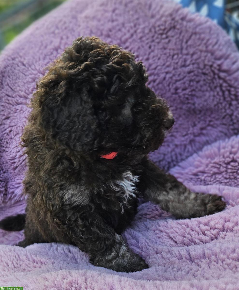 Bild 7: Goldendoodle Welpen suchen ein Zuhause