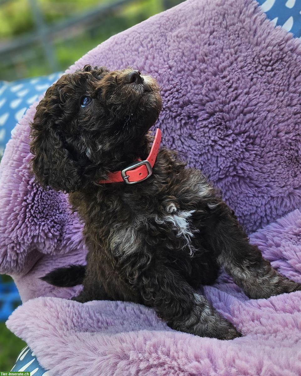 Bild 8: Goldendoodle Welpen suchen ein Zuhause