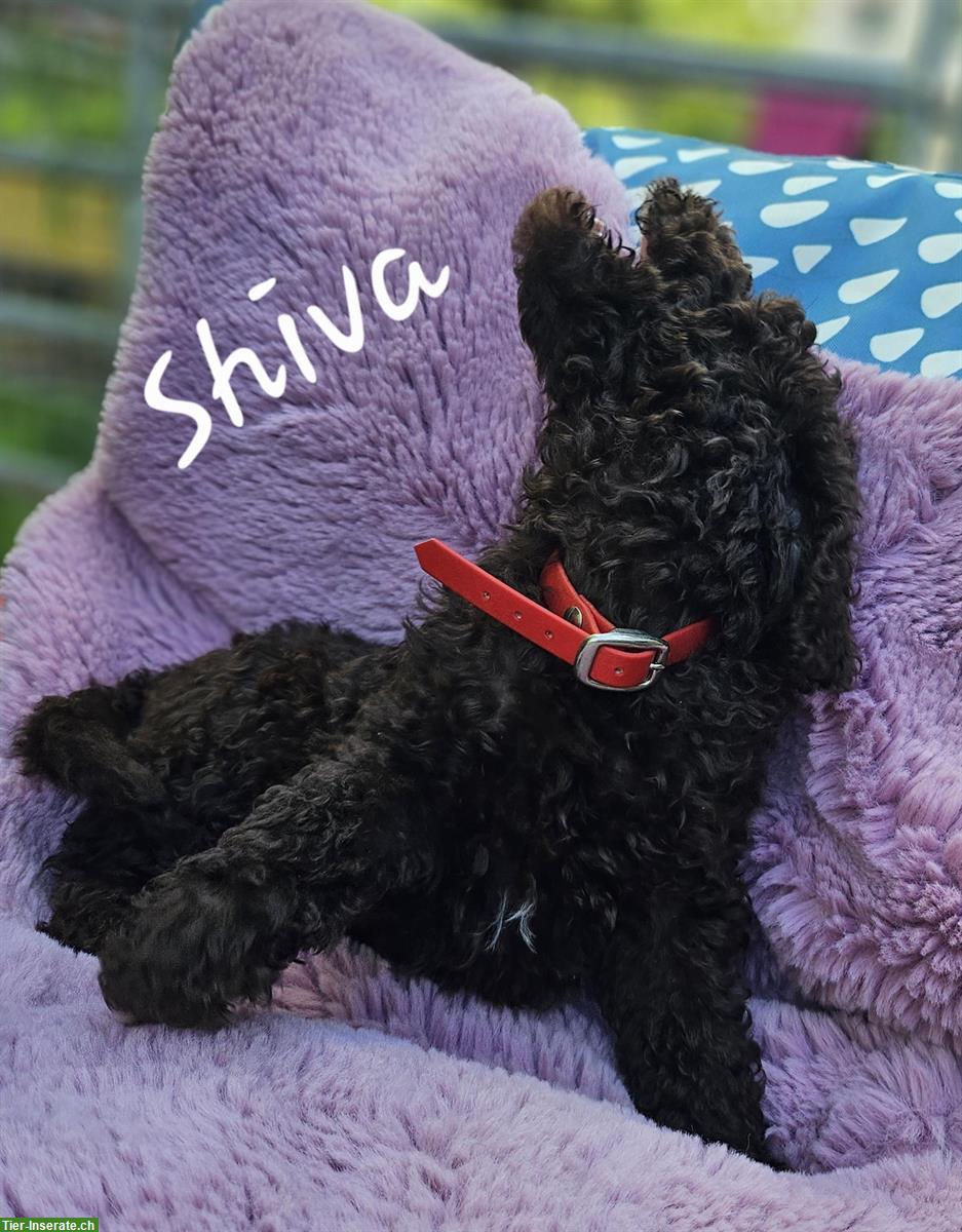 Bild 9: Goldendoodle Welpen suchen ein Zuhause