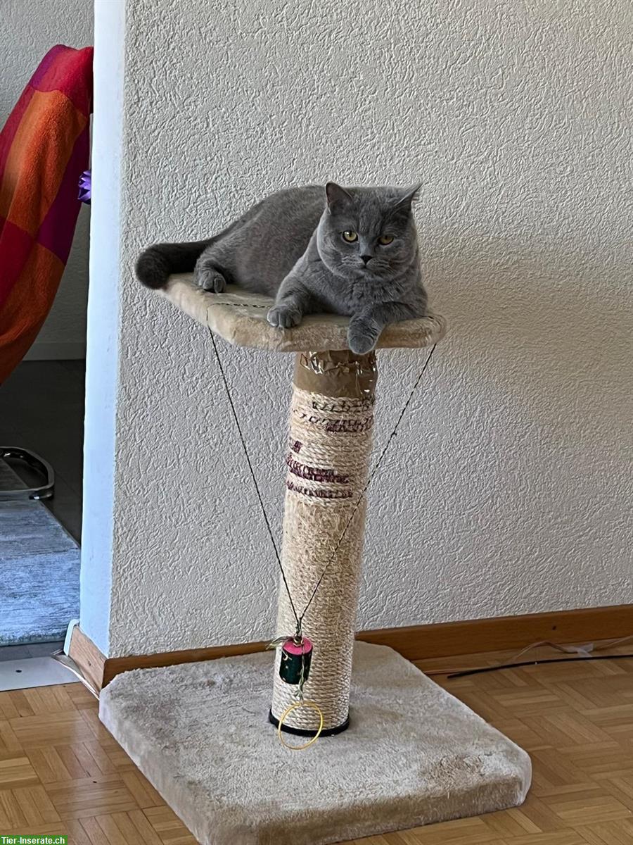 2-jährige BKH Katze, männlich zu verkaufen