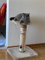 2-jährige BKH Katze, männlich zu verkaufen