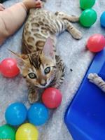 Seal Mink, lynx und braune Bengal Kitten