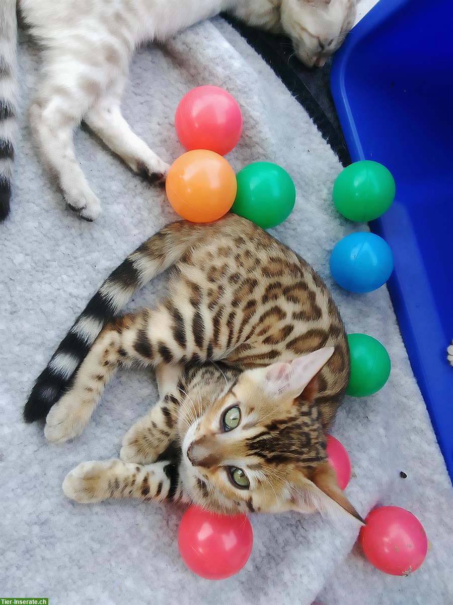 Bild 2: Seal Mink, lynx und braune Bengal Kitten