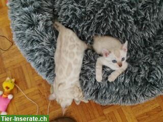 Bild 3: Seal Mink, lynx und braune Bengal Kitten