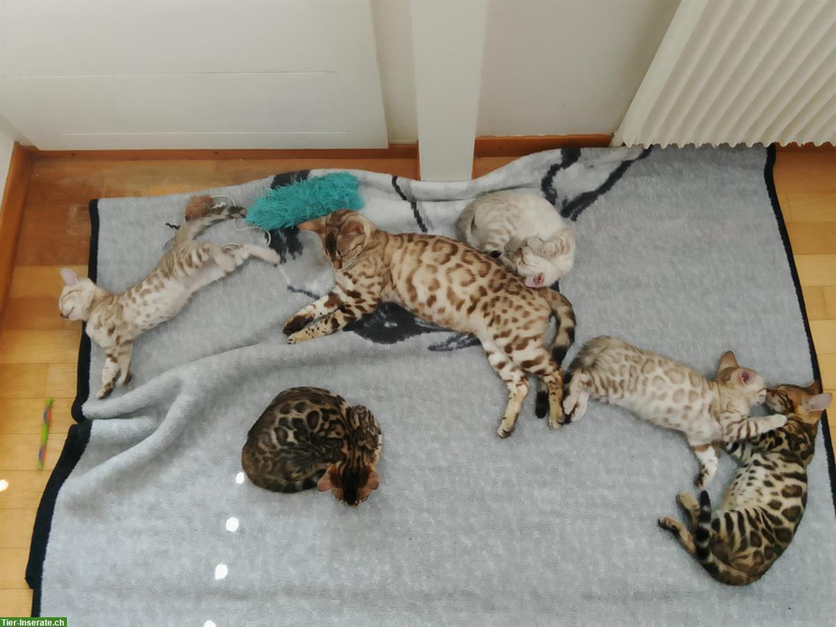 Bild 4: Seal Mink, lynx und braune Bengal Kitten