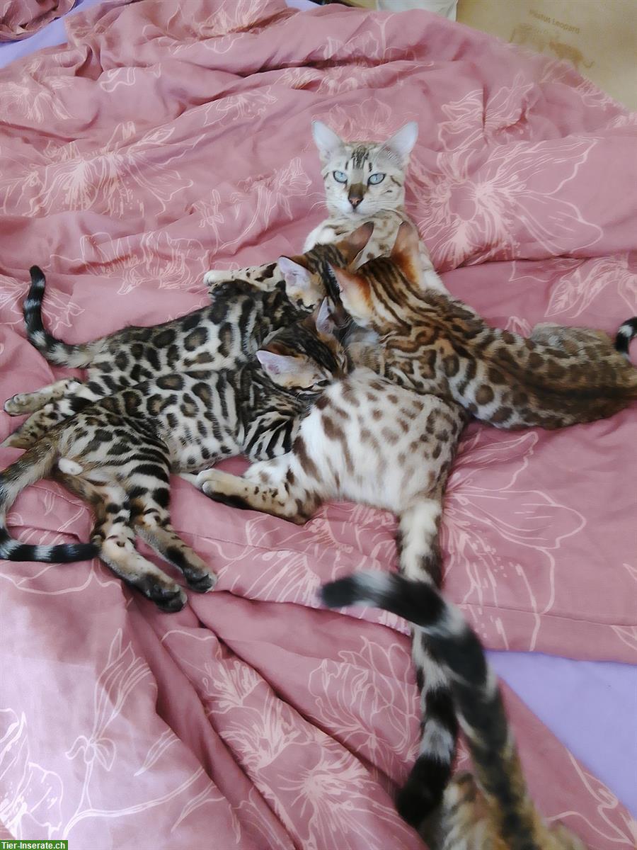 Bild 5: Seal Mink, lynx und braune Bengal Kitten
