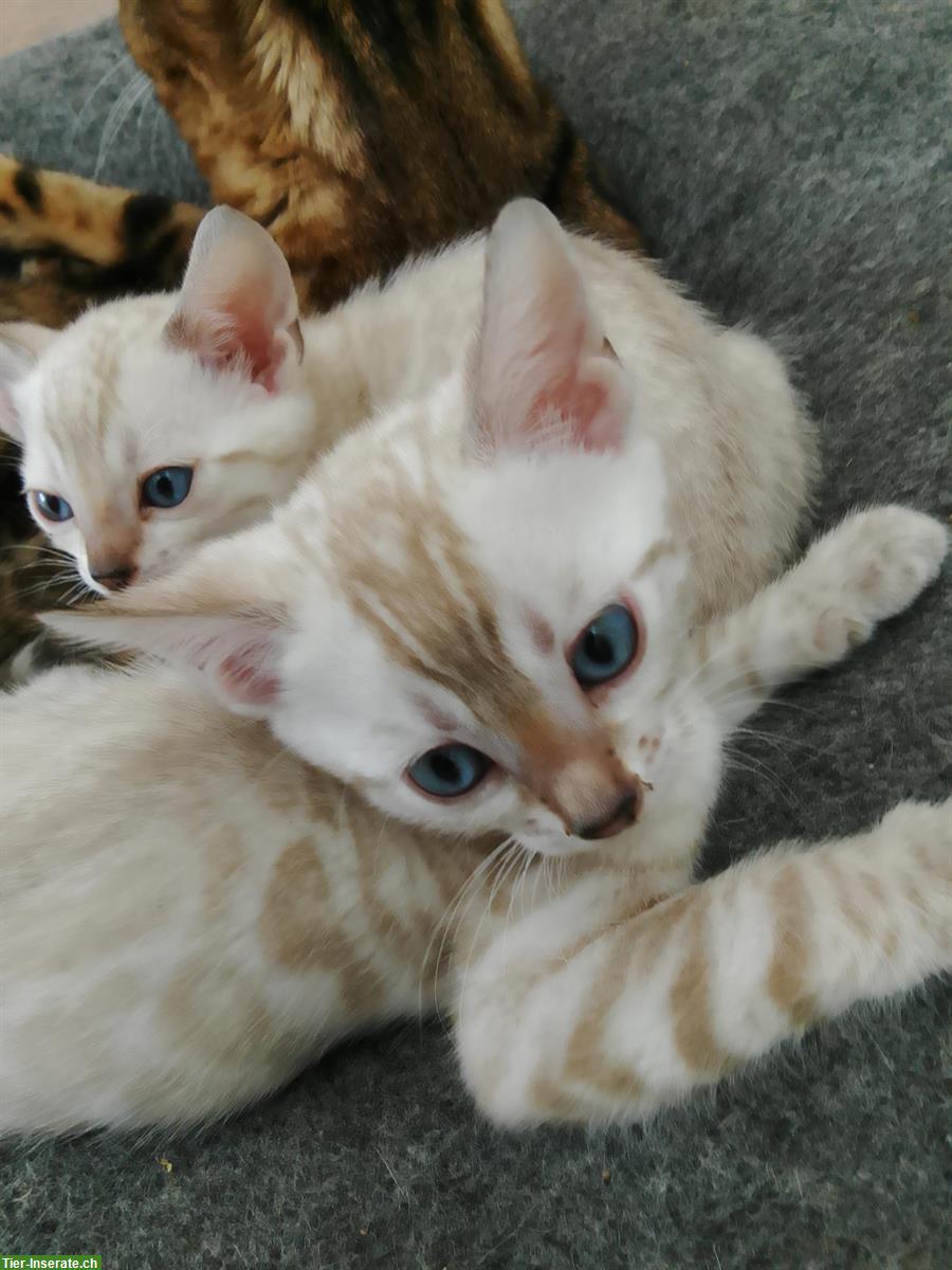 Bild 6: Seal Mink, lynx und braune Bengal Kitten