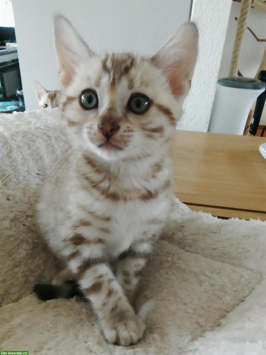 Bild 7: Seal Mink, lynx und braune Bengal Kitten