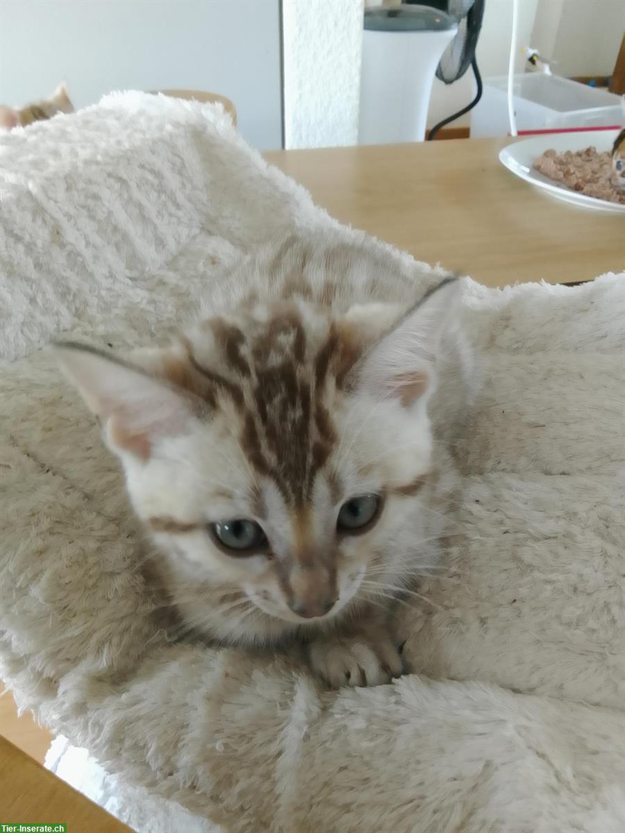 Bild 8: Seal Mink, lynx und braune Bengal Kitten