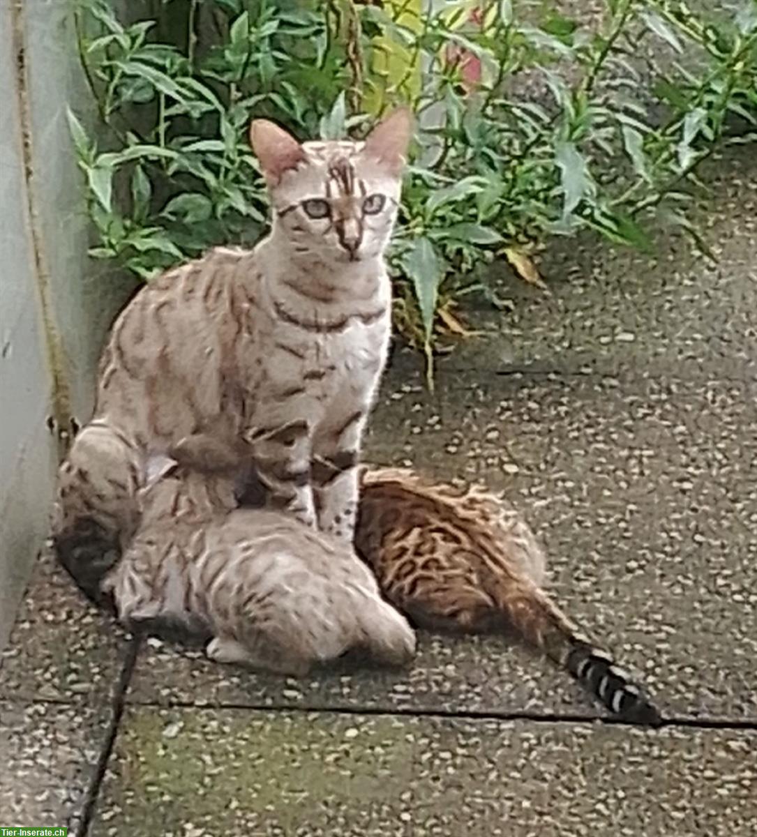 Bild 9: Seal Mink, lynx und braune Bengal Kitten