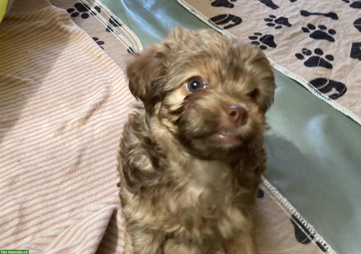 Bolonka Zwetna Welpen - Familienhund mit Charme