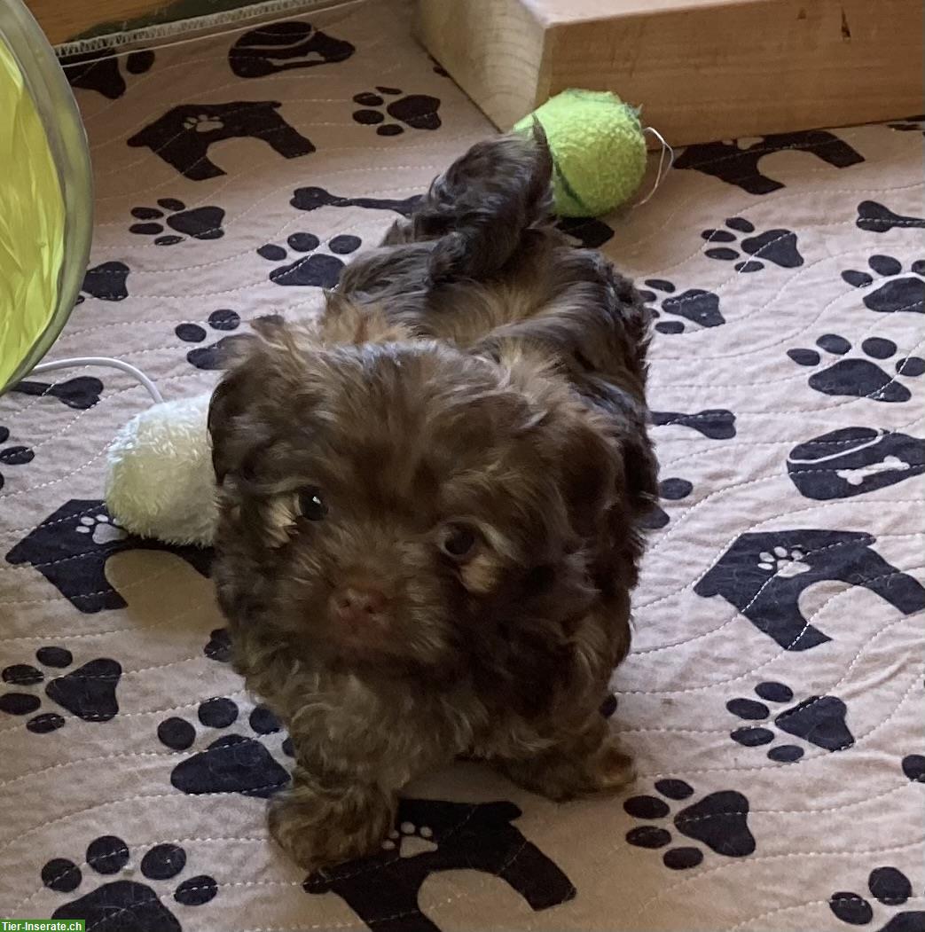 Bild 3: Bolonka Zwetna Welpen - Familienhund mit Charme