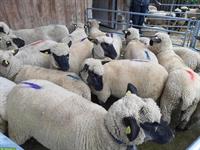 Reinrassige Shropshire Auen zu verkaufen