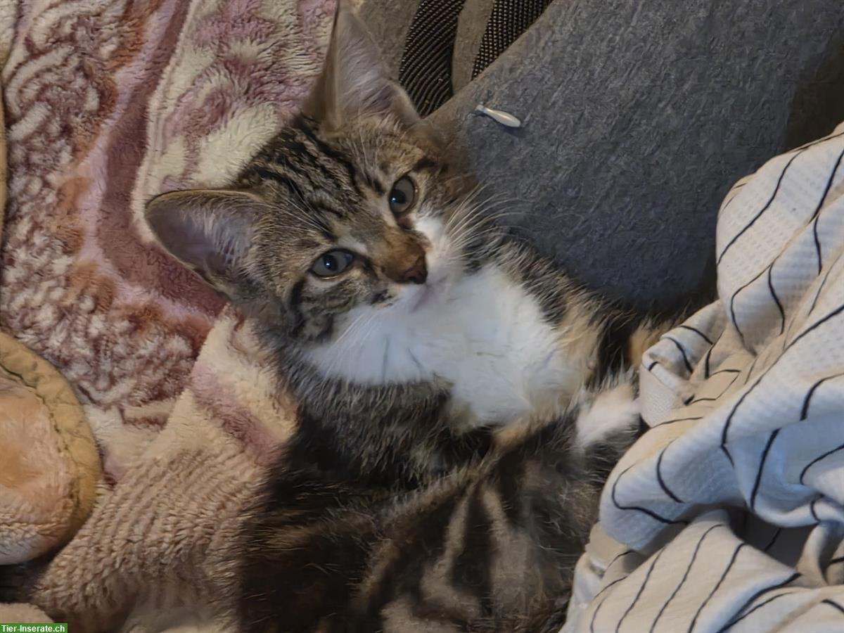 Bild 2: Dringend: Vergebe weibliches Kitten vom Bauernhof