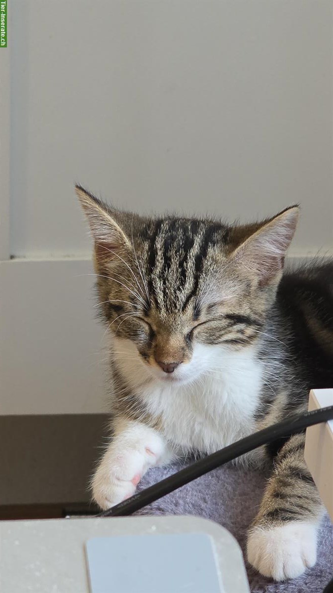 Bild 3: Dringend: Vergebe weibliches Kitten vom Bauernhof