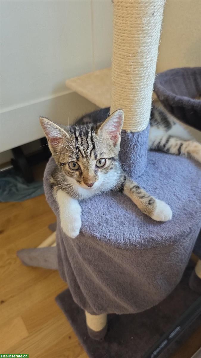 Bild 4: Dringend: Vergebe weibliches Kitten vom Bauernhof